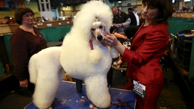 A standard poodle is groomed on the fourth and final day of Crufts dog show at the National Exhibition Centre on March 8, 2015 in Birmingham, England. 