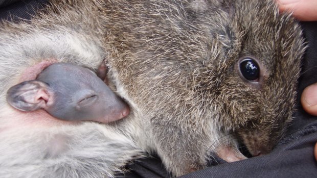 A 20-year celebration will be held in honour of Gilbert's Potoroo.