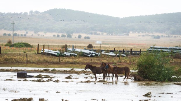 Horses stand in the flooded paddocks between Ikea and Majura Parkway.