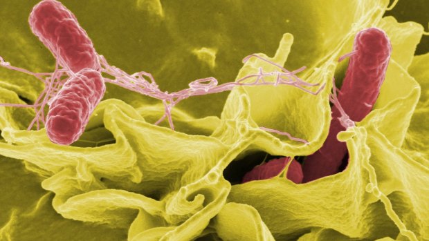 Salmonella cases in Queensland are currently sitting at more than double the average for the year.