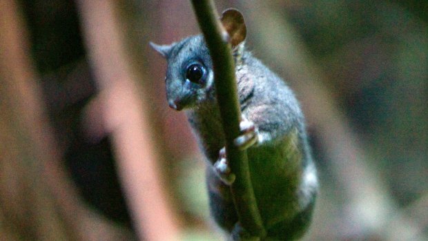 A Leadbeater's possum at Healesville sanctuary. New wild colonies of the species have been found in state and national parks.