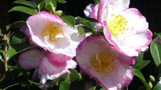 Camellia sasanqua can be pruned into a tight formal hedge or allowed to be a little looser. 