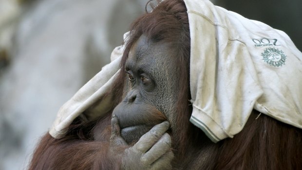 Fight for freedom: Sandra, a 29-year-old orangutan at Buenos Aires Zoo.