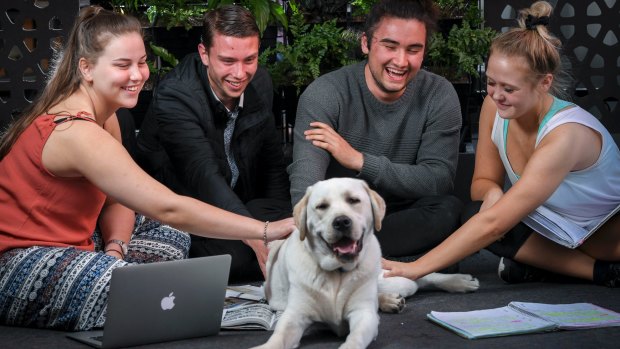 Students at Elisabeth Murdoch College have a therapy dog (11 month old Sonny) which has been reducing their anxiety ahead of exams. They will pat the dog as they walk into exams this week. 30 October 2017. The Age News. Photo: Eddie Jim. ( year 12 students, Claire, Spencer, Callum and Claudia, L to R)