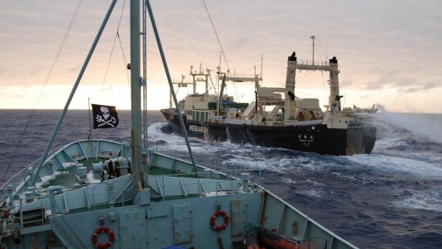 The anti-whaling group Sea Shepherd's ship Robert Hunter (on left of photo) closes in on the Japanese whaling ship Nisshin Maru in Antarctic waters. 