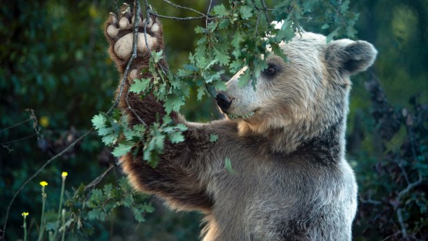 Since 2013, Austrian-based animal welfare group Four Paws has been rescuing captive brown bears, which now live in the sanctuary.