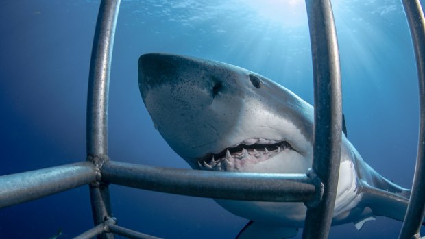 Diving with great white sharks is a popular activity in Mexico.
