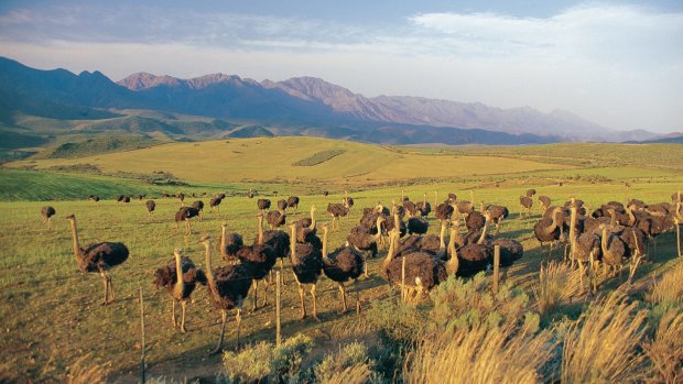 A large flock of immature ostriches on an ostrich farm in Little Karoo, South Africa.