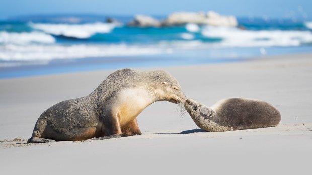 Seal Bay Conservation Park, Kangaroo Island.