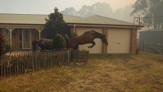 Horses break through a fence after a helicopter landed in the paddock nearby on Richmond Vale Road.