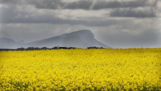 Mount Sturgeon offers a spectacular backdrop to canola fields.