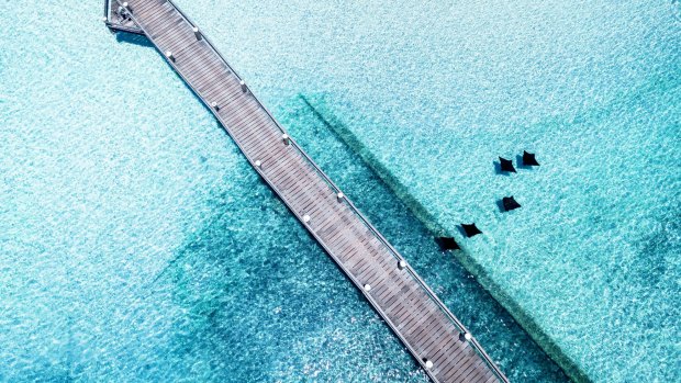 A fever of rays swim under the jetty.