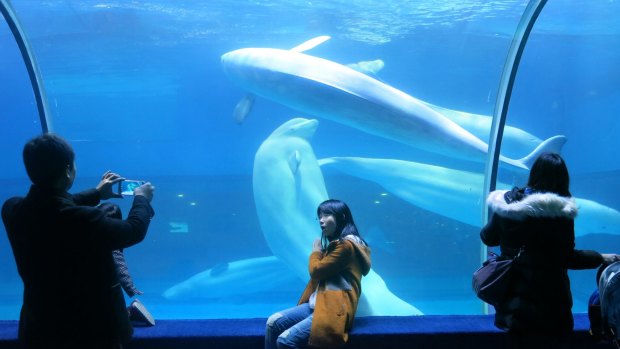 Visitors take photographs of beluga whales swimming in Grandview Mall Ocean World in the southern Chinese city of Guangzhou.