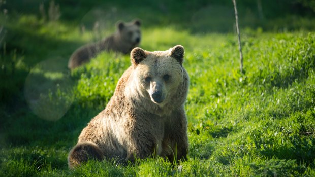 Bears Hana and Anik at Prishtina Bear Sanctuary.