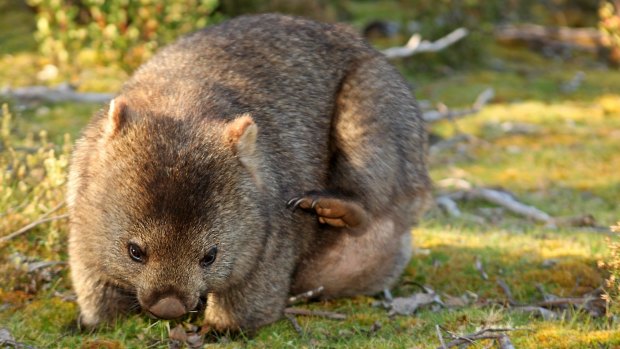 Tasmania is home to many species of Australian marsupials. 