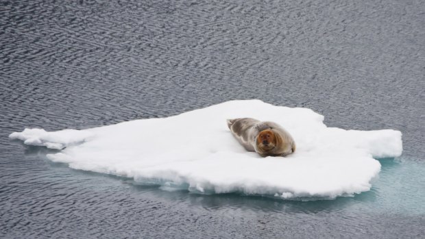 A bearded seal floating on sea ice in the Arctic.