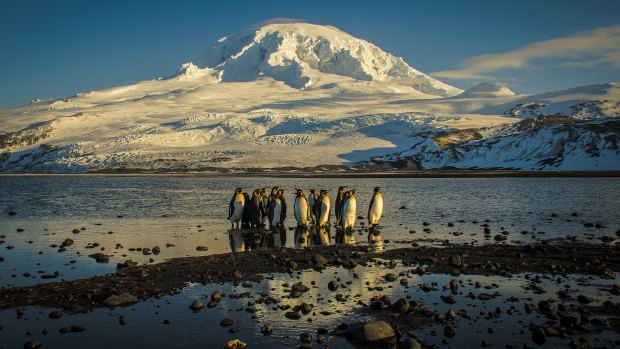 "Abundant with life:" Penguins on Heard Island.