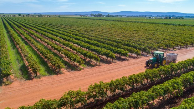 One winery filling the region's food and wine gap is Yarran Wines at Yenda, a short drive from town. 