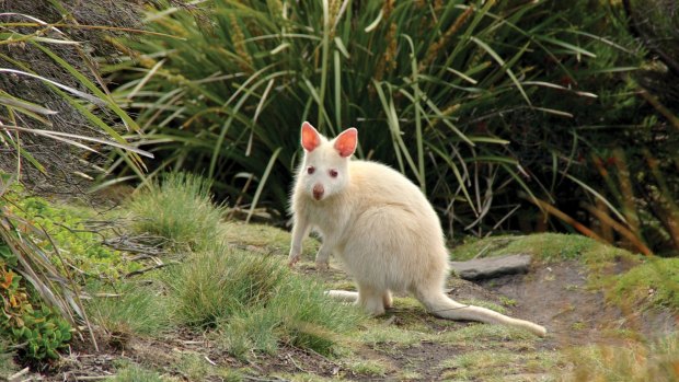 An albino wallaby.