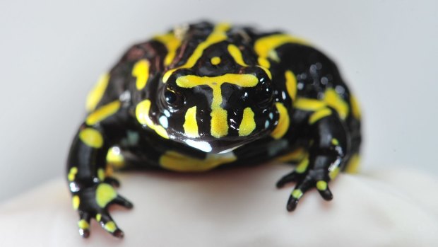 Like all frog species, the endangered southern corroboree frog is vulnerable to chytrid fungus.