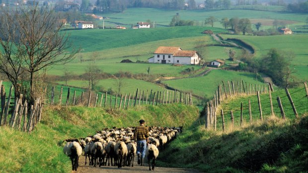 A farmer walks his flock in the Pyrenees' Nive valley.