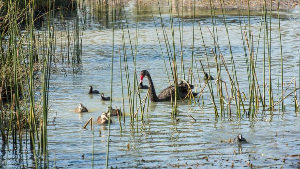 Caroline Springs' man-made lakes and waterways attract a multitude of birdlife.