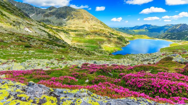 Rhododendron flowers add colour to Retezat National Park.