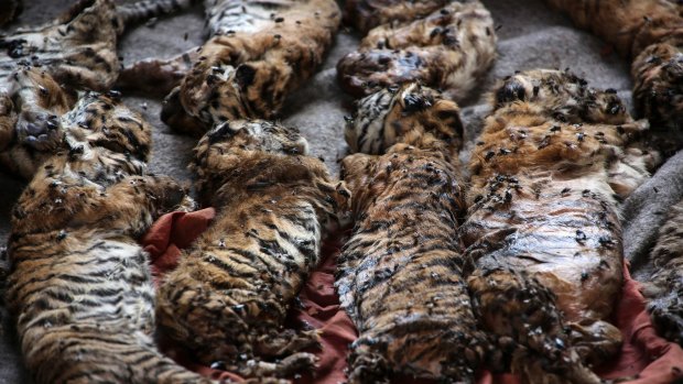 The carcasses of 40 tiger cubs found undeclared are displayed at Tiger Temple on Wednesday.
