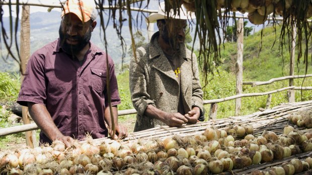 Chris Suya (left) and Max Soa inspect the first harvest of bulb onions at their cooperative in Maramun village. About 80 per cent of the harvest of this cash crop was lost to El Nino-driven drought. 