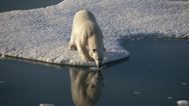 Record low sea ice in the Arctic has an impact on species such as polar bears which need it to survive.