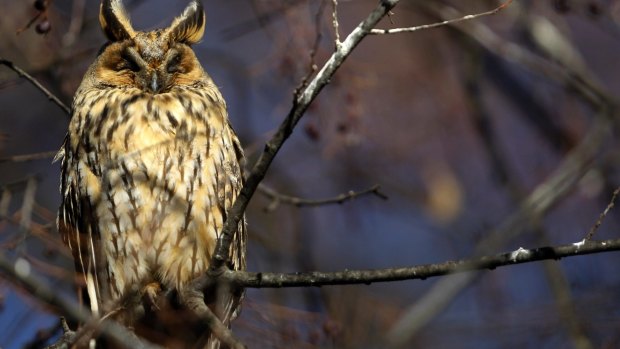 Every year 500 or so long-eared owls spend the winter in the main square of Kikinda. 