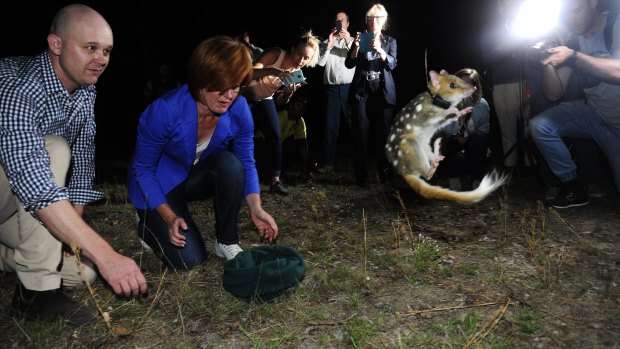 An eastern quoll upon its release in March last year.