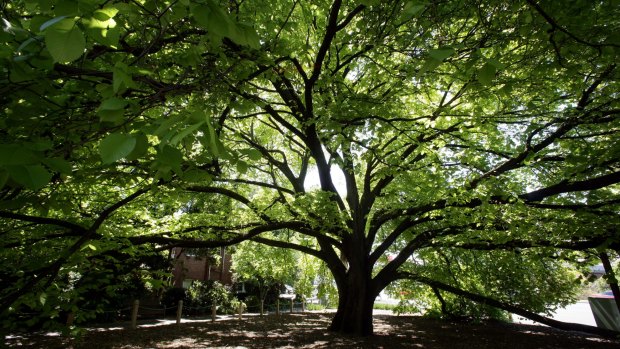 A spectacular elm tree on the corner of Punt Road and Alexandra Avenue, South Yarra. 

Golden Elm