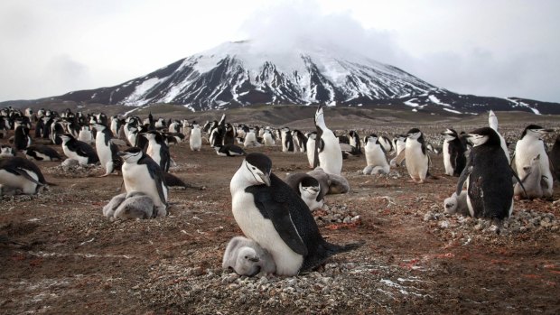 Chinstrap penguins and their chicks cover the slope of Zavodovski Island, an active volcano in the Southern Ocean. The island hosts the largest penguin colony on earth - some 1.5 million penguins breed there in the Antarctic summer. 
