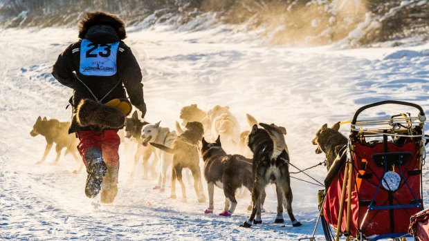 A musher races to tend the lines on his dog team near the start of the Yukon Quest. 