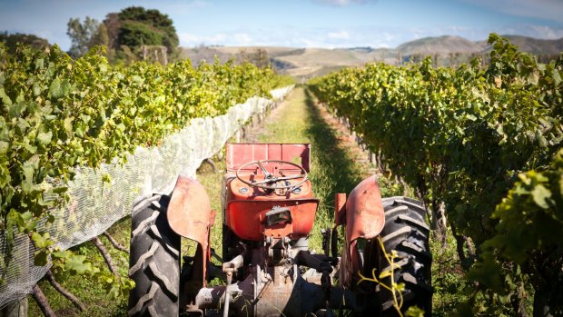 A vineyard in Hawkes Bay, North Island, New Zealand.