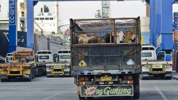 Australian cattle exported to Indonesia are traditionally "feeder" rather than "slaughter" cattle.