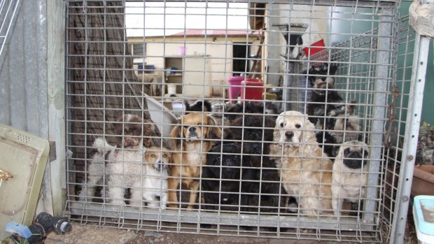A South Australian RSPCA puppy factory in Adelaide Hills, which was found to be selling dogs to a pet store backed by the industry's peak body PIAA.