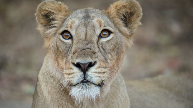 There are now so many lions in Gir that it is being suggested that some be relocated - a move opposed by locals despite the loss of cattle and one or two human deaths a year.