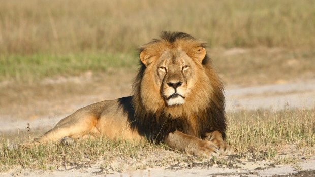 Cecil the lion rests in Hwange National Park in Zimbabwe. 