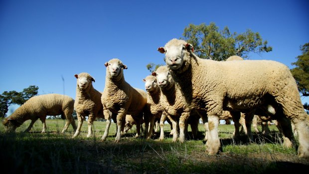 Sheep thrills: Australia is not only exporting live sheep to Asia but also cattle as well.