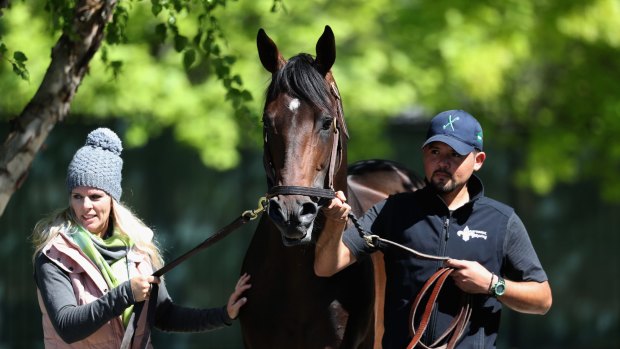 Will the Preakness be the race in which Exaggerator finally beats Nyquist?