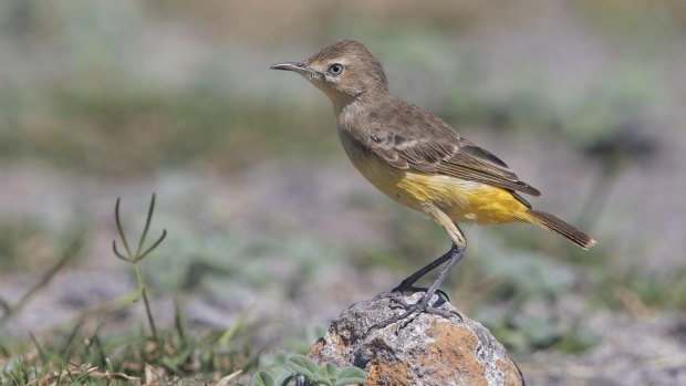 Juvenile Yellow Chat.