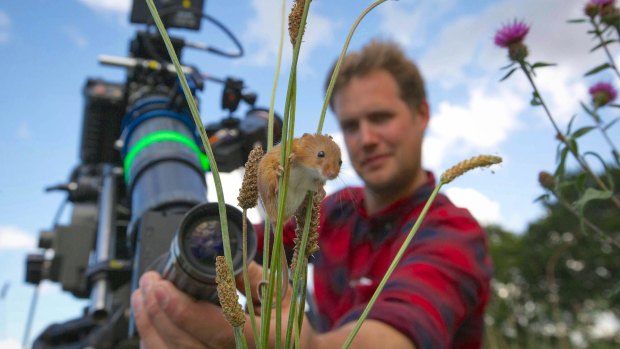 Cameraman Jonathan Jones focuses his lens on a harvest mouse climbing grass stems in a  meadow in Norfolk. 