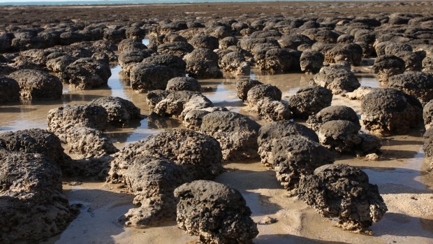 If the sky were red instead of blue, this stromatolite landscape could be a picture of Earth billions of years ago. 