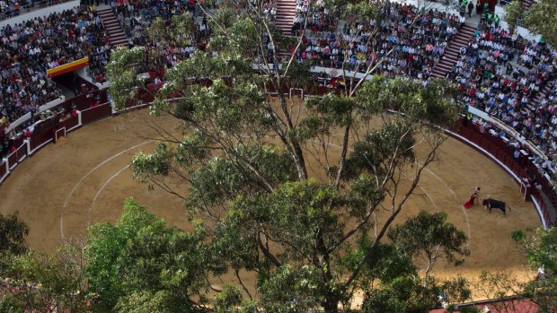 A bullfighter challenges the first bull of the afternoon at the Santamaria bullring in Bogota.