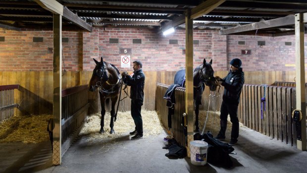 Winx (left) and stablemate Foxplay prepare for a trackwork session at Caulfield on Wednesday. 