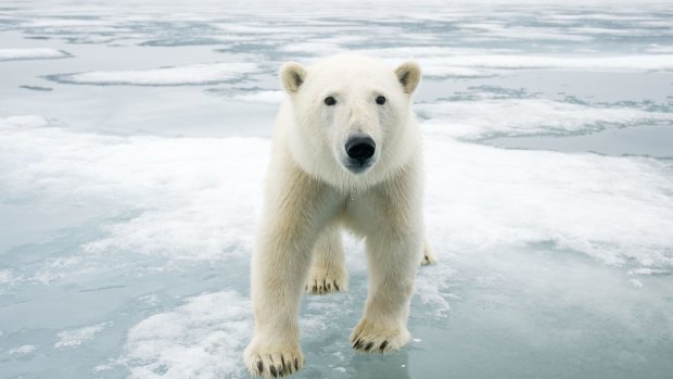Polar bear (Ursus maritimus) on sea ice, off the coast of Svalbard, Norway.