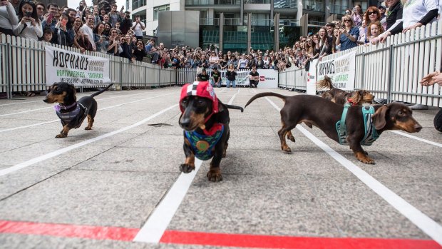 On your marks: Dachshund racing will form part of the 2016 Christmas In The City celebrations.