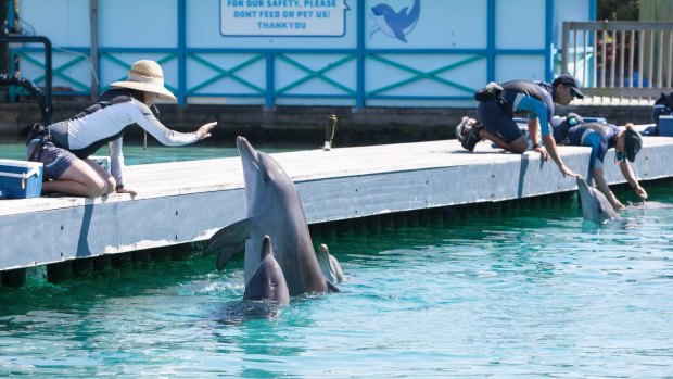 Sea World says the health and wellbeing of animals were its top priority and it has a strong reputation for caring for marine animals.